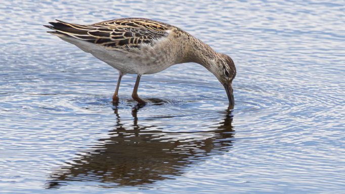 Curlew Feeding in Shallow Water Curlew feeding in shallow water with its reflection visible