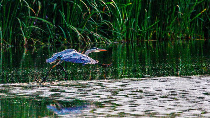 Flight Across the Water — Ardea cinerea A heron flying over a calm water surface surrounded by greenery.