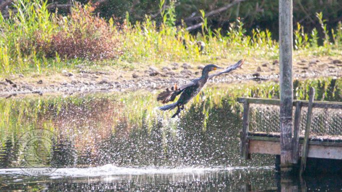 A bird diving into the water near a wooden post, creating splashes around it.