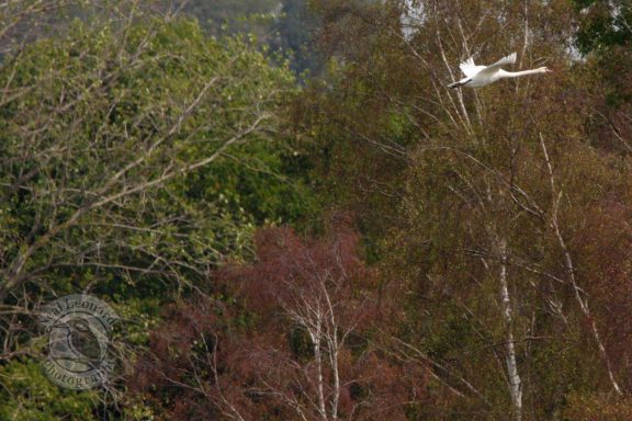 Mute Swan in Flight A white bird flying above lush green and reddish-brown trees.
