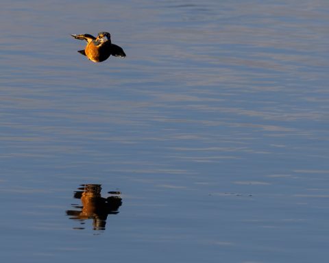 Kingfisher Skimming the Water Kingfisher flying low over calm water with its reflection below
