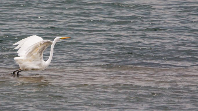 Great Egret Lifting Off A white heron wading in shallow water with wings partially spread.
