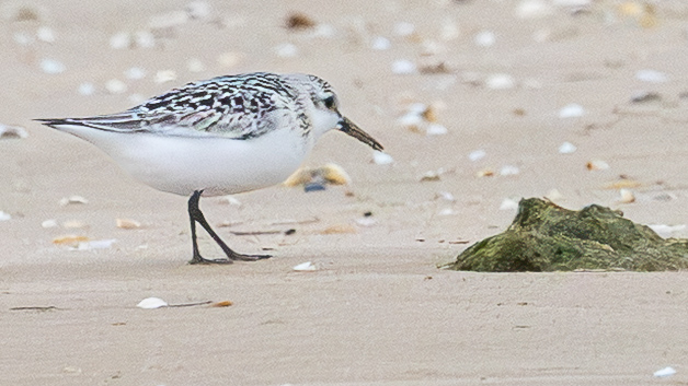 Sanderling on the Shoreline Sanderling walking along a sandy beach searching for food