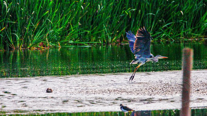 Flight with Precision — Ardea cinerea A heron flying over a tranquil wetland with lush green vegetation.