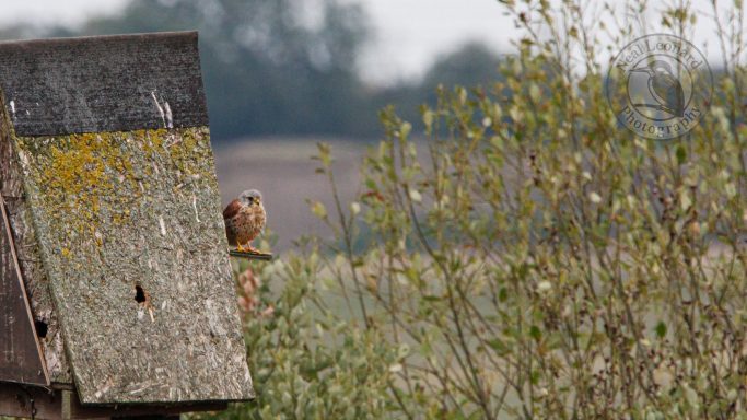 Kestrel on Owl Box