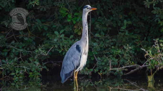 Watchful Grey Heron A grey heron standing calmly among green foliage by the water.