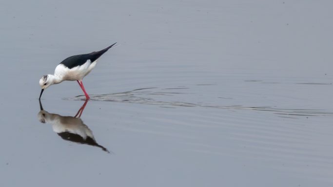 Black-winged Stilt and Reflection Black-winged Stilt wading through shallow water with its reflection visible