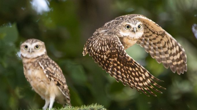 Burrowing Owls in Action Two Burrowing Owls with one flying past another perched in the background