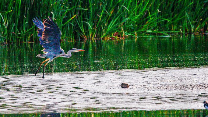 Smooth Glide — Ardea cinerea