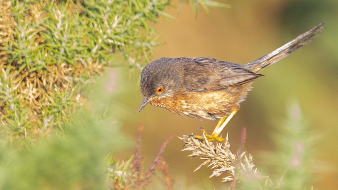 Dartford Warbler Amongst the Gorse Dartford Warbler perched amongst gorse in warm natural light
