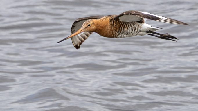 Black-tailed Godwit in Flight Black-tailed Godwit flying low over the water