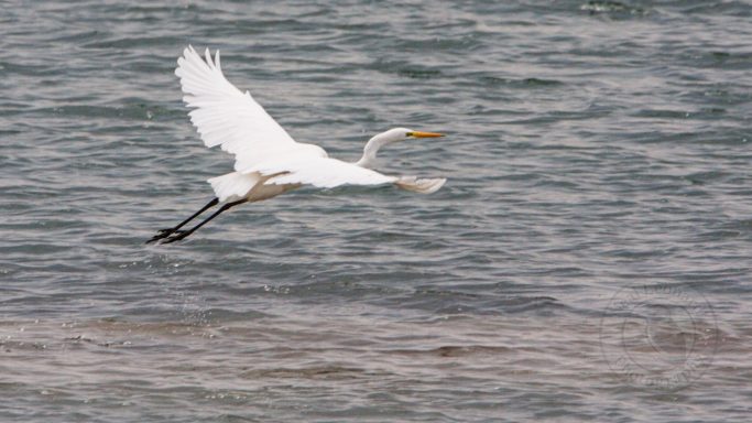 Wings in Balance A white heron flying over a body of water.