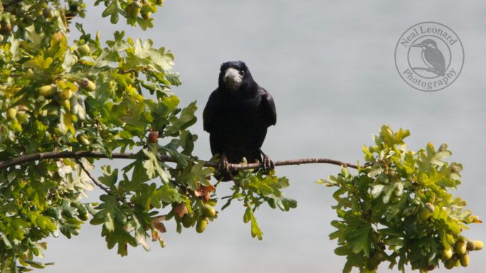 A black bird perched on a branch amidst green leaves.
