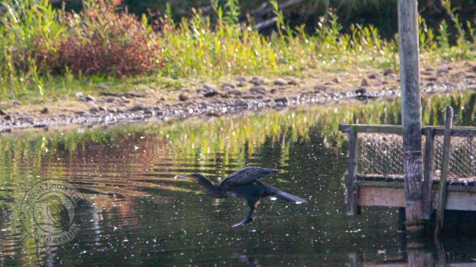 A heron standing near a pond with vegetation in the background.