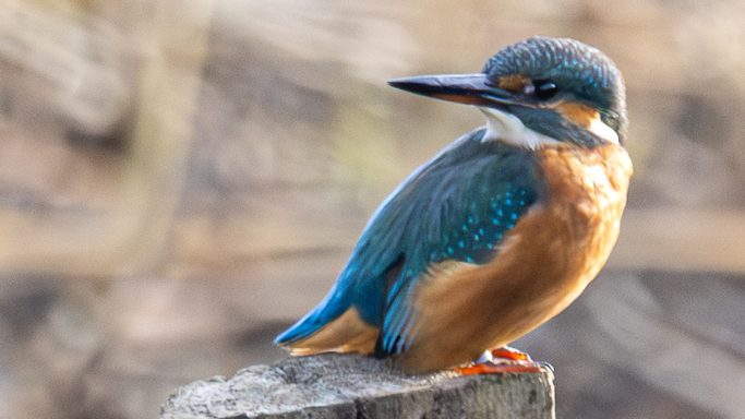 Kingfisher Portrait Kingfisher perched beside the water showing its blue and orange plumage