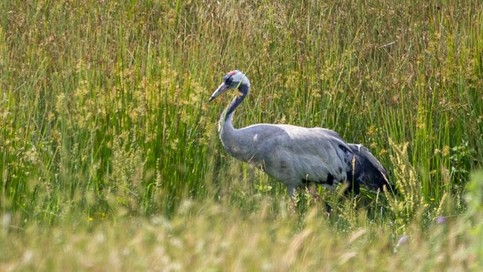 Common Crane in the Wetlands Common Crane walking through tall grass and wetland vegetation