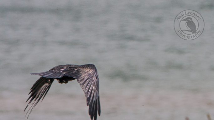 A dark bird in flight over a blurred body of water.