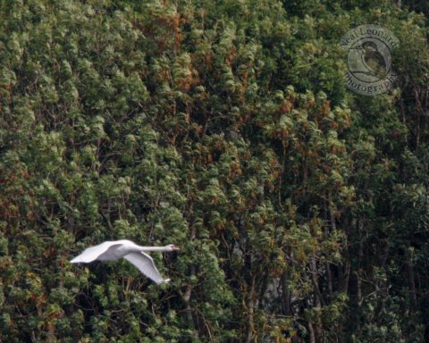 Mute Swan in Flight A white bird flying above a dense, green forest.