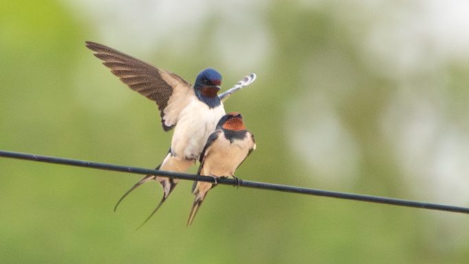 Swallows Mating Pair of Swallows mating while perched on a wire