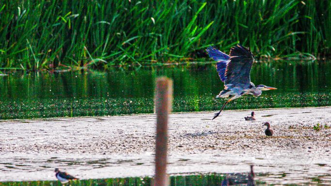 Across the Reserve — Ardea cinerea A heron flying over a wetland with green vegetation in the background.