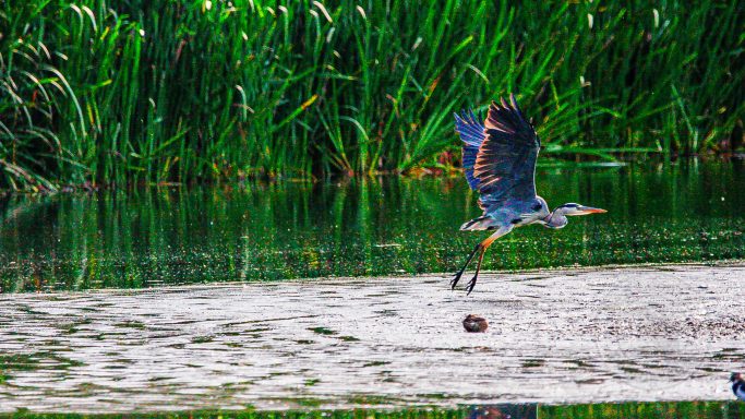 Over the Marsh Waters — Ardea cinerea A heron flying low over a calm water surface surrounded by greenery.