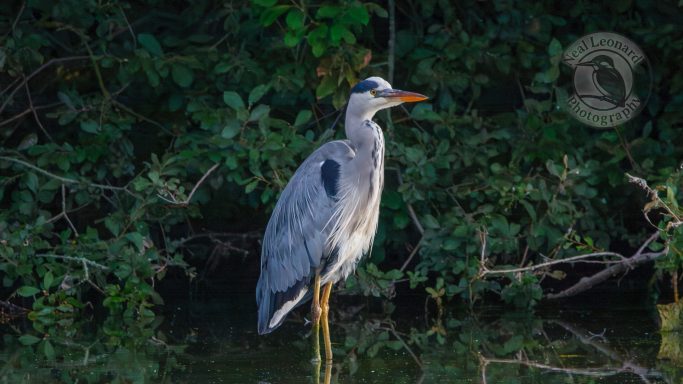 Patient Pose A grey heron standing by water, surrounded by green foliage.