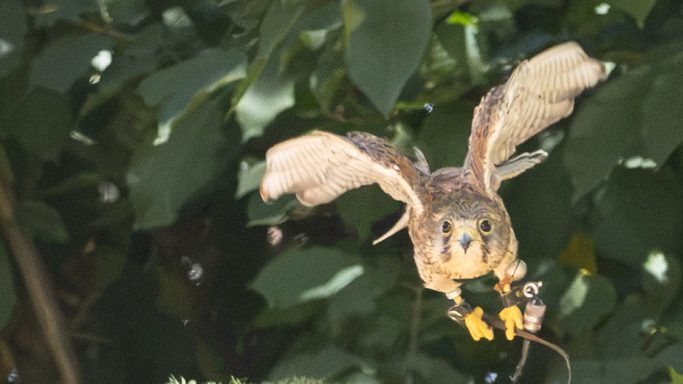 Kestrel Coming in to Land Kestrel flying towards the camera with talons extended