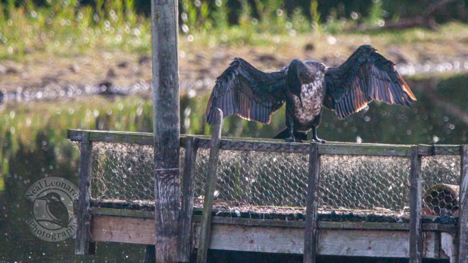 A cormorant drying its wings on a wooden platform by the water.