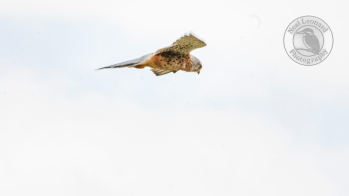 Kestrel in Flight – First Glide