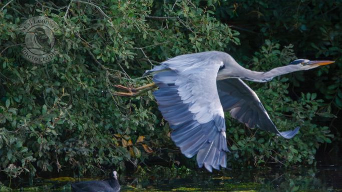 Crossing the Waterline A heron in flight over a body of water with lush greenery in the background.