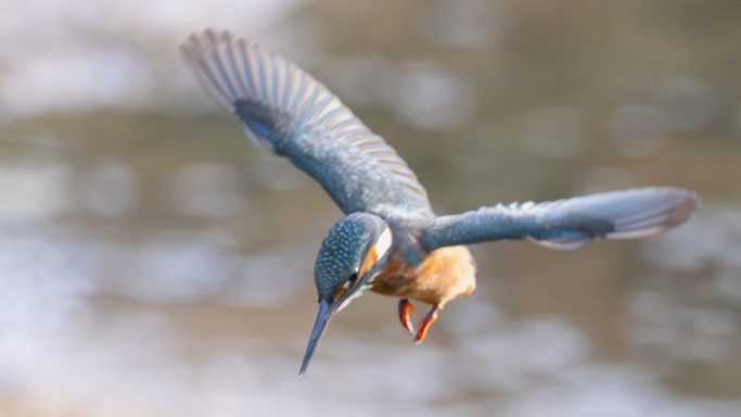 Kingfisher in Flight Kingfisher diving towards the water with wings spread