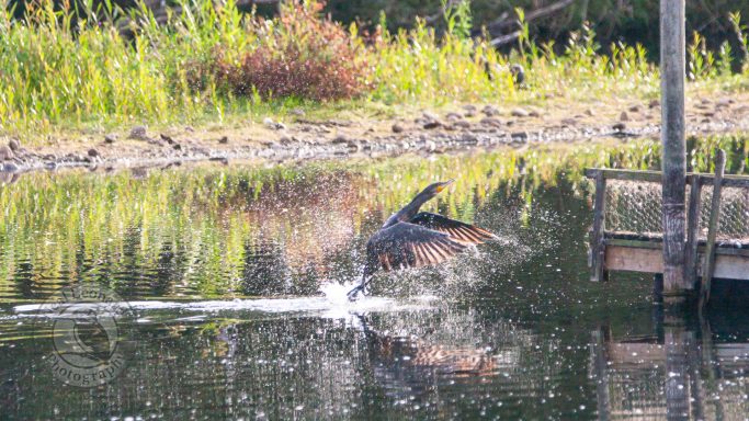 A splash in a tranquil pond with lush greenery in the background.