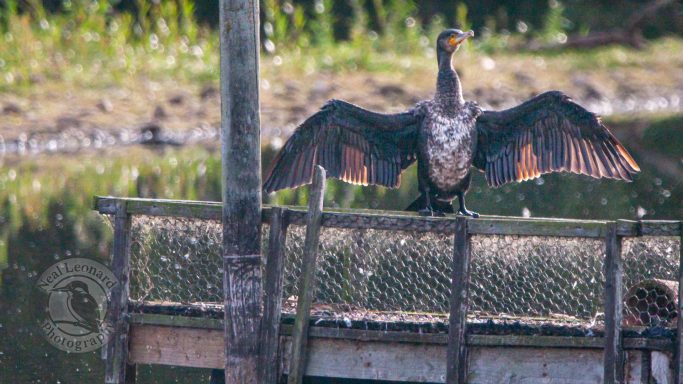 A cormorant with outstretched wings drying itself on a wooden post by water.