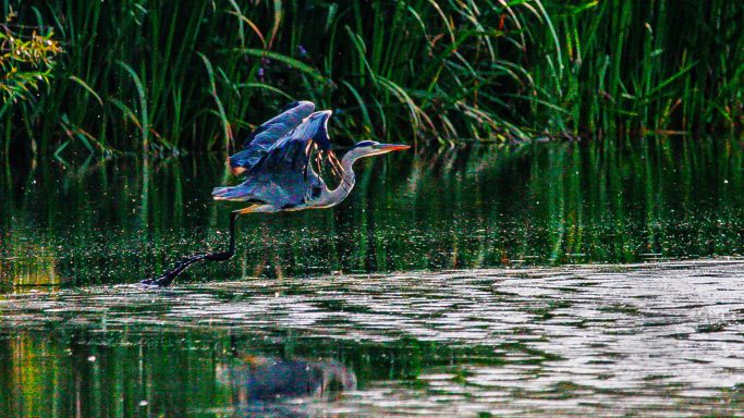 Powerful Wingbeat — Ardea cinerea A heron flying over calm waters with lush green foliage in the background.