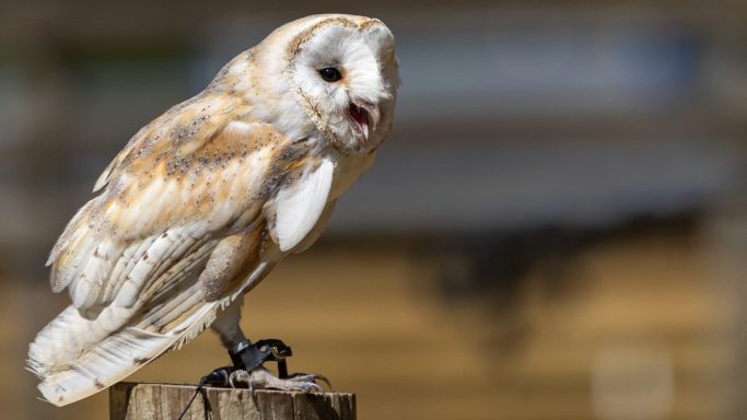 Barn Owl Portrait Barn Owl perched on a wooden post looking towards the camera