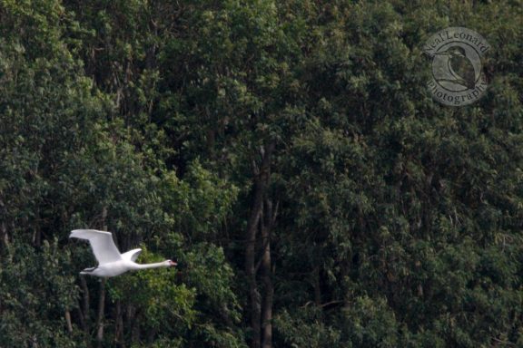 Crossing the Lake A white bird flying over dense green foliage.