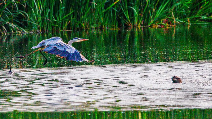 Skimming the Surface — Ardea cinerea A heron flying above a pond with lush green surroundings and a swimming animal.