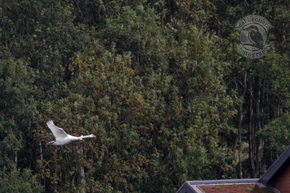 Strong Wingbeat A white bird in flight against a backdrop of green trees.