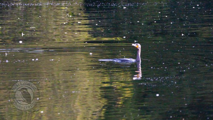A cormorant swimming on a calm water surface, surrounded by reflected greenery.