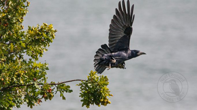 A black bird in flight, wings outstretched, near a tree branch.