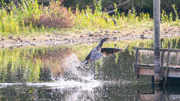 A bird taking off from a calm water surface near a wooden dock.