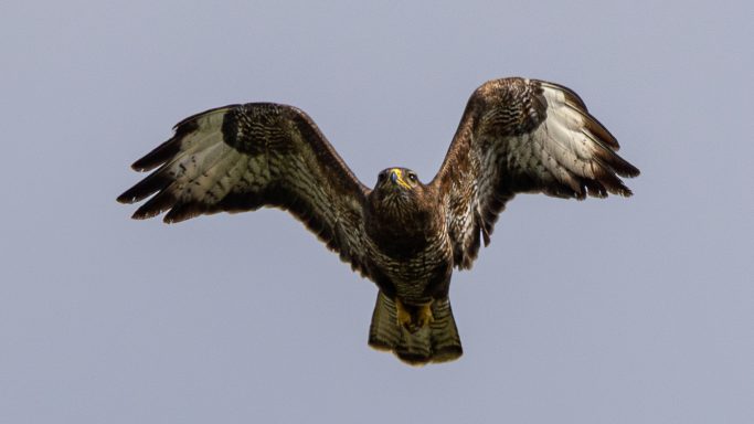 Common Buzzard in Flight Common Buzzard flying towards the camera with wings raised