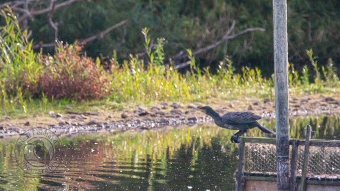 A heron stands by a calm riverbank surrounded by greenery.