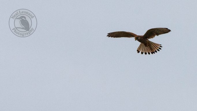 Kestrel Hunting Hover
