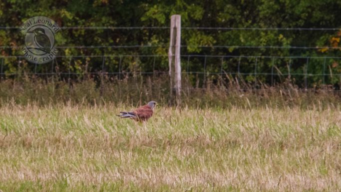 Kestrel on the Ground