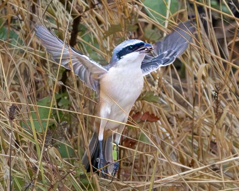 Great Grey Shrike Displaying Great Grey Shrike with wings raised among the grass