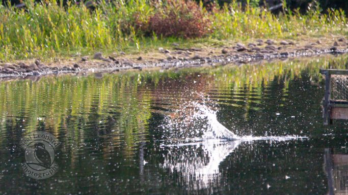 Water splashes as a fish jumps from a calm pond surrounded by green foliage.