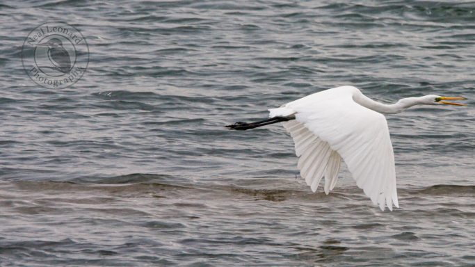 Elegant Departure A white heron flying gracefully over a body of water.