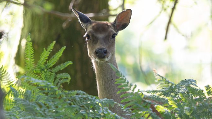 Deer in the Woodland Deer looking towards the camera amongst green ferns in woodland