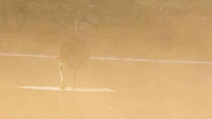 Grey Heron in the Morning Mist Grey Heron standing in shallow water surrounded by golden morning mist